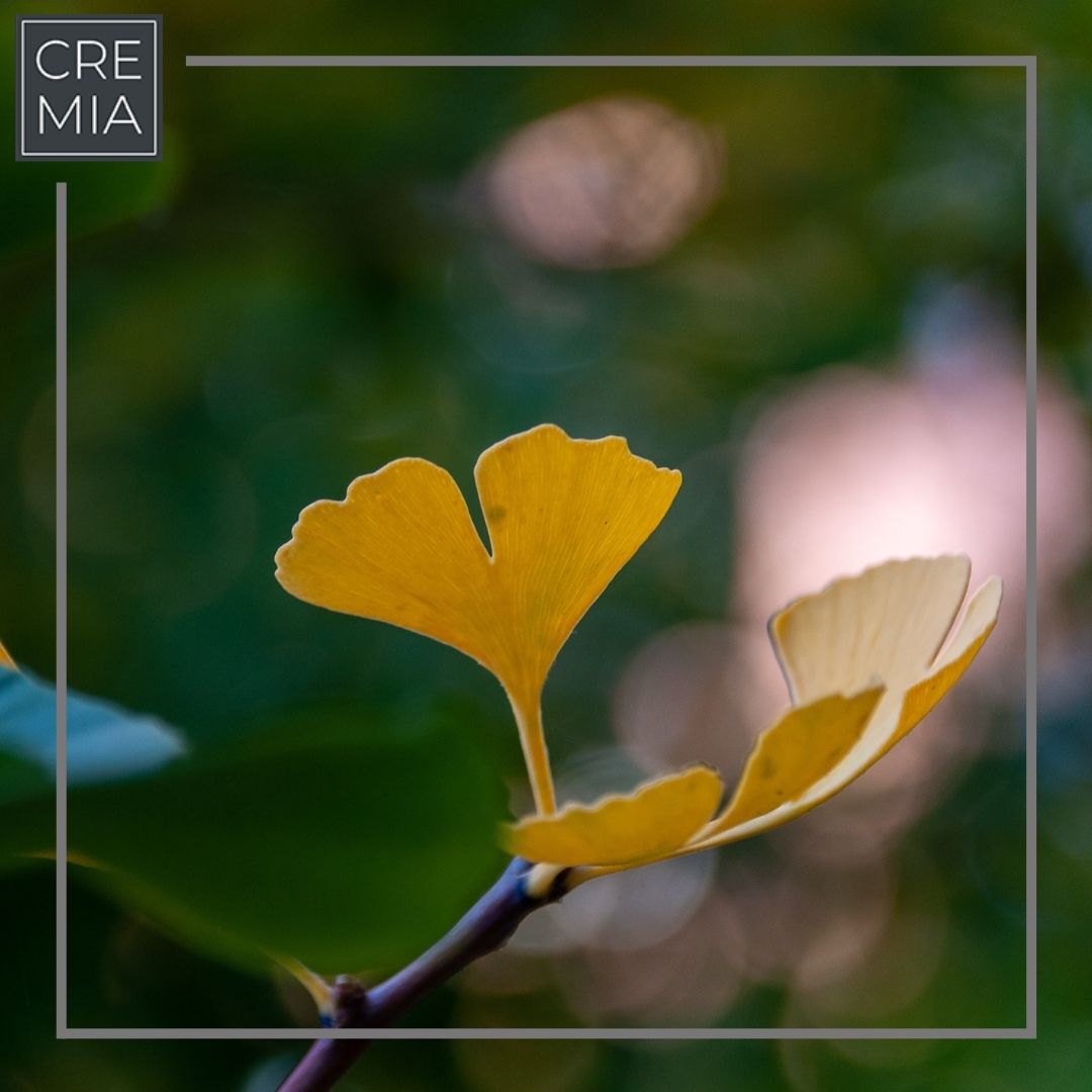 Read more about the article Mese a csodálatos Gingko bilobaról